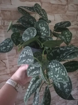 Scindapsus Pictus Argyraeus