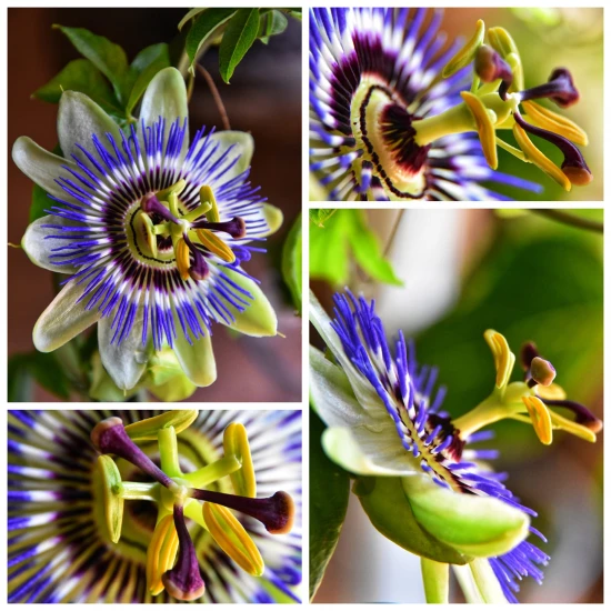 Passiflora