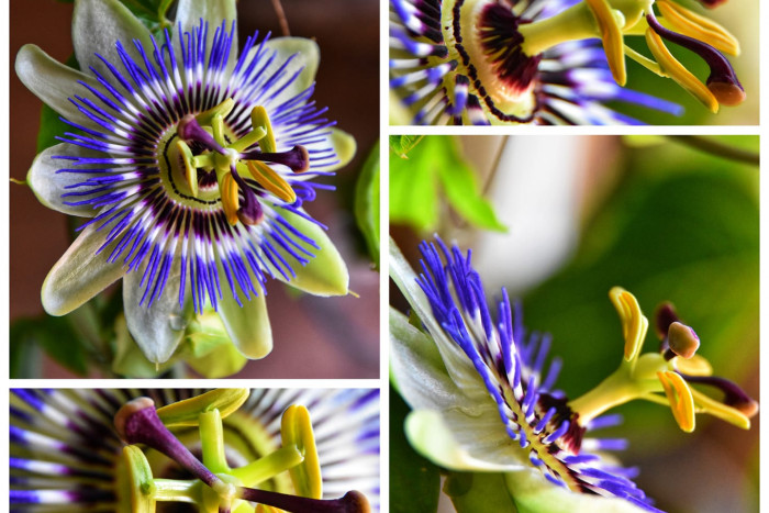 Passiflora