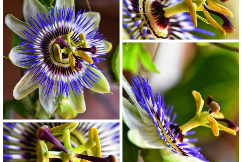 Passiflora