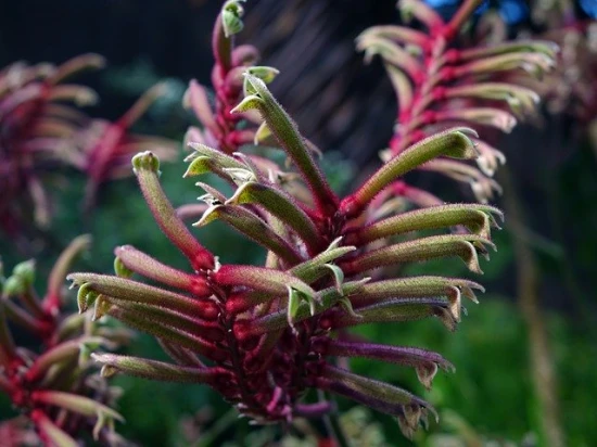 Anigozanthos / Anigozantos / Kangurza łapa – pielęgnacja i ciekawostka na jego temat!