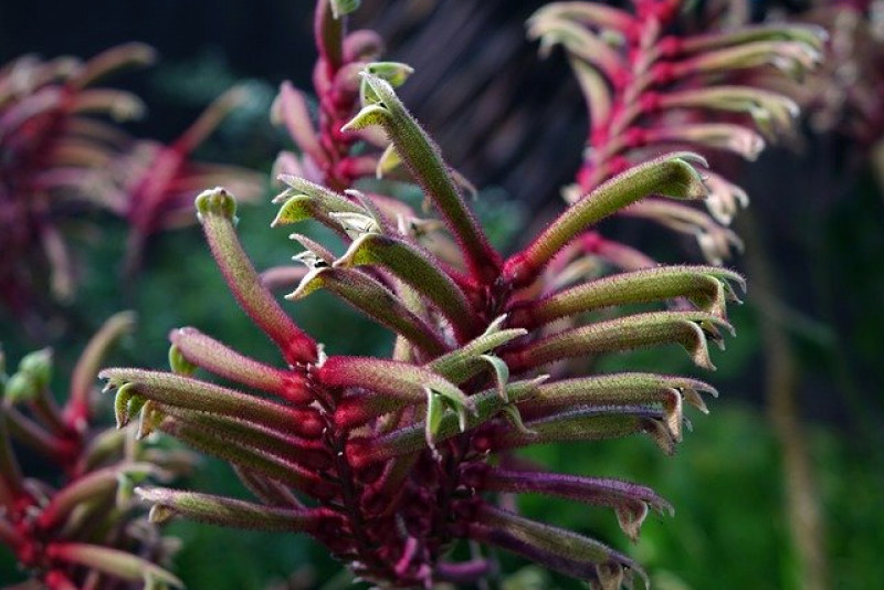 Anigozanthos / Anigozantos / Kangurza łapa – pielęgnacja i ciekawostka na jego temat!