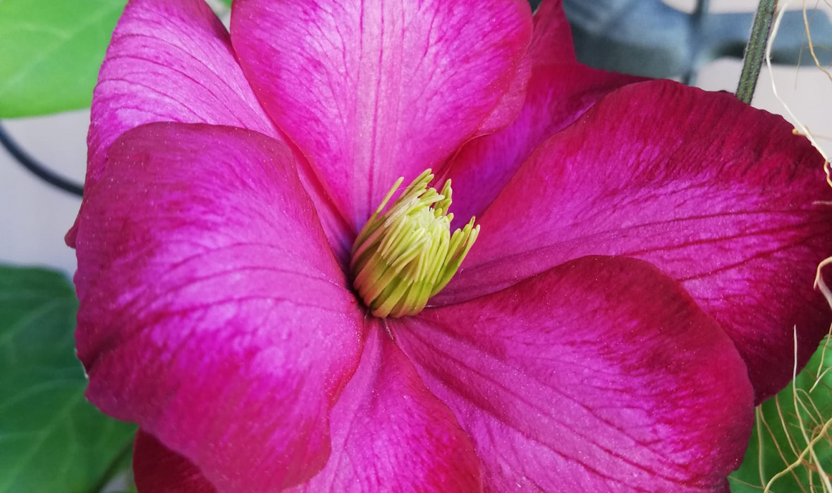 Clematis
