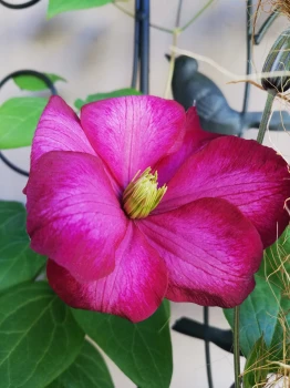 Clematis