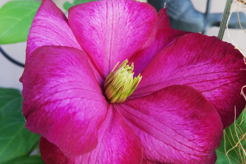 Clematis