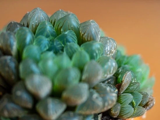 Haworsja Cooperi (Haworthia Cooperi) – zjawiskowy sukulent o przeźroczystych okrągłych liściach!