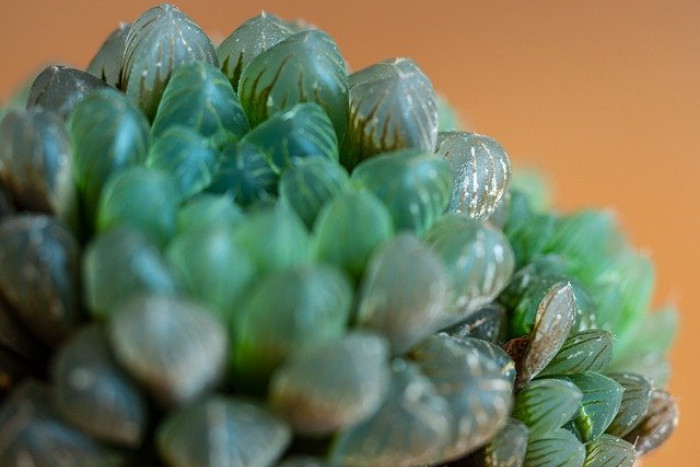 Haworsja Cooperi (Haworthia Cooperi) – zjawiskowy sukulent o przeźroczystych okrągłych liściach!