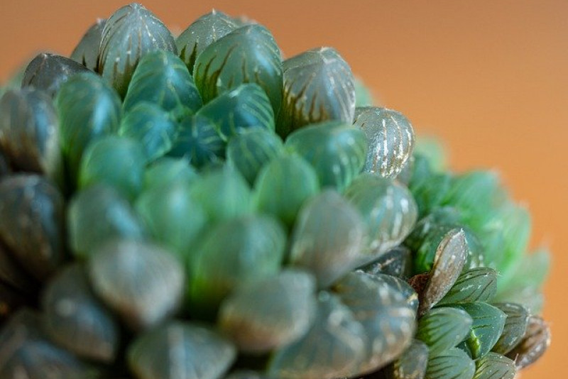 Haworsja Cooperi (Haworthia Cooperi) – zjawiskowy sukulent o przeźroczystych okrągłych liściach!