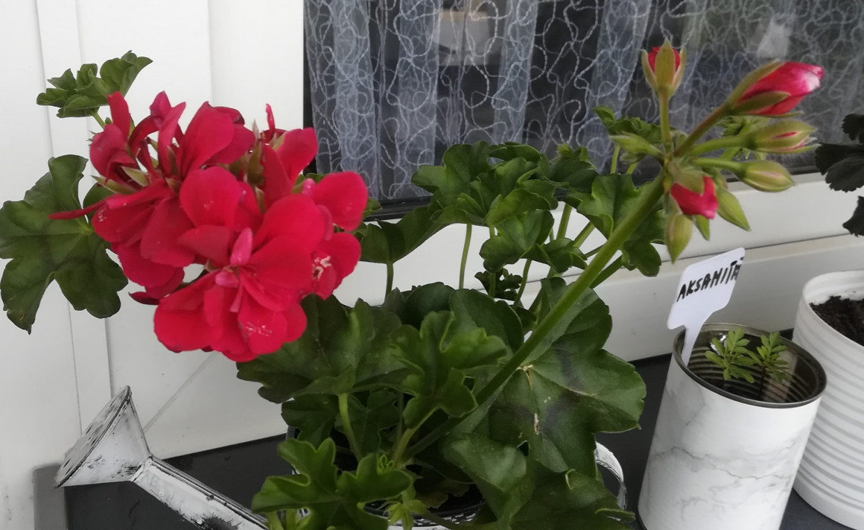 Pelargonia