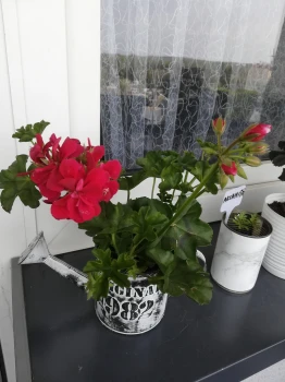 Pelargonia