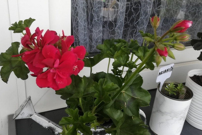 Pelargonia