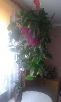 Philodendron scandens