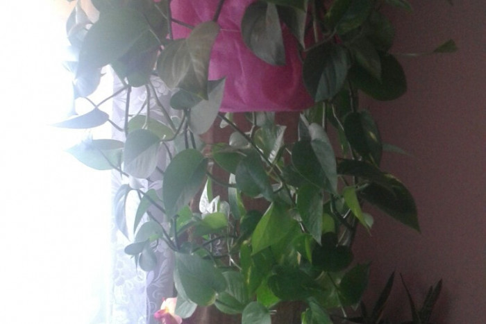 Philodendron scandens