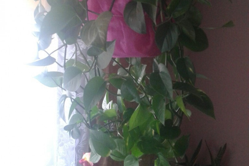 Philodendron scandens
