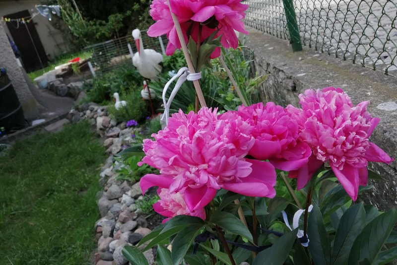 Piwonia
