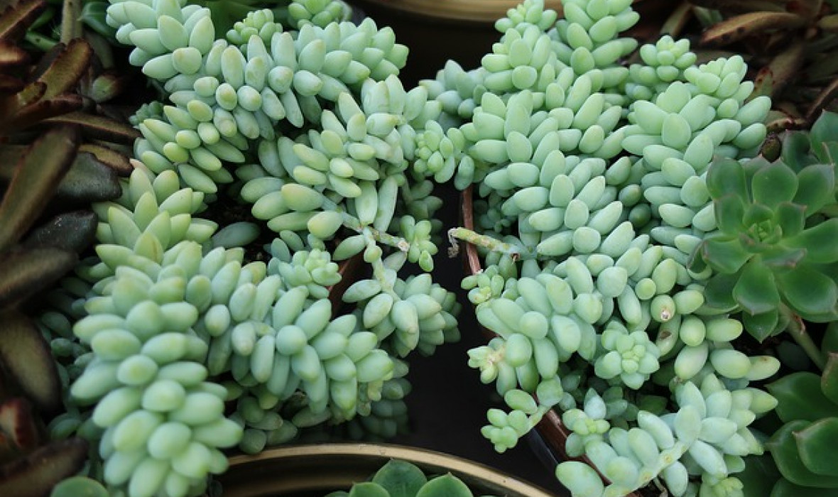 Rozchodnik Walcowaty / Sedum Burrito – zjawiskowy sukulent