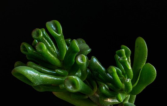 Uszy Shreka / Grubosz Hobbit – wszystko co warto wiedzieć o tej niezwykłej roślinie!