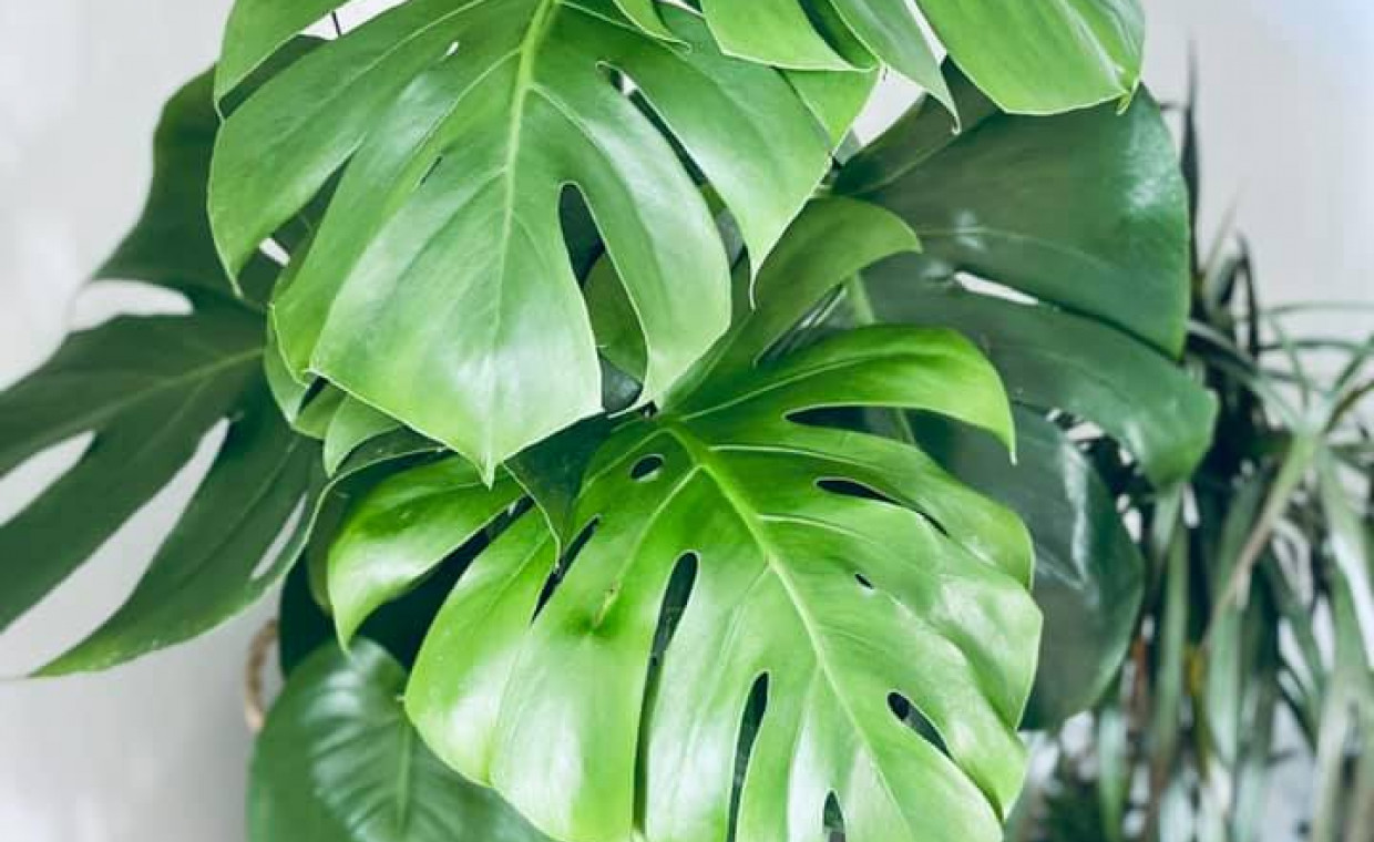 Monstera