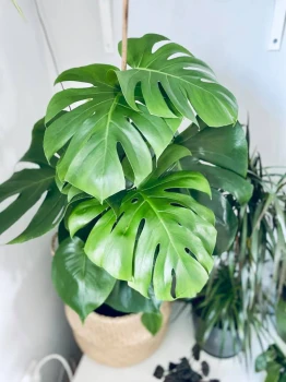 Monstera
