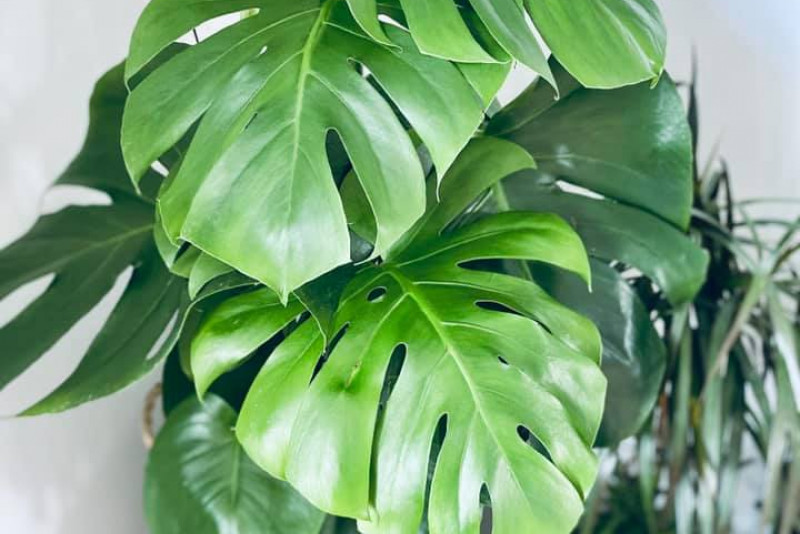 Monstera