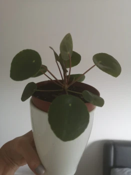 Pilea