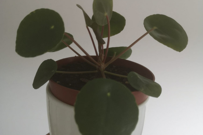 Pilea
