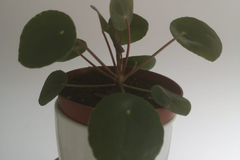 Pilea