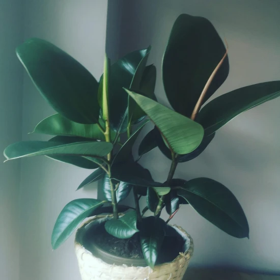 Ficus sprężysty