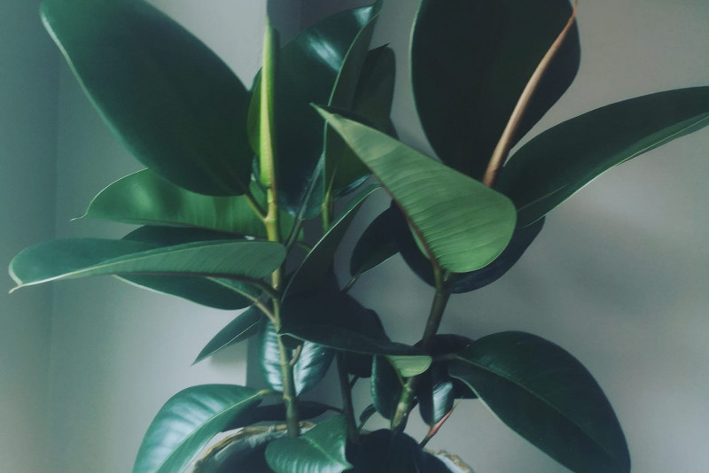 Ficus sprężysty