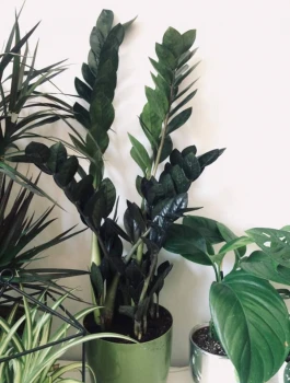 Zamioculcas raven