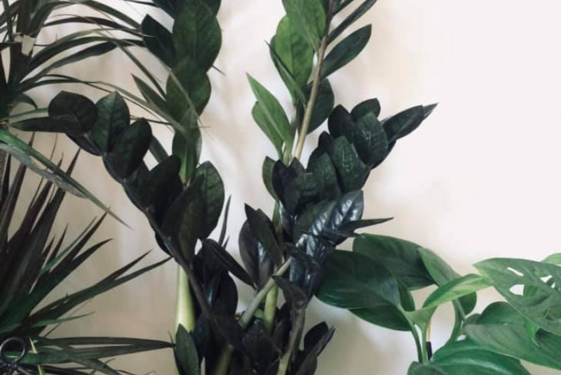 Zamioculcas raven
