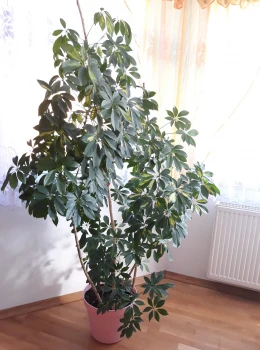 Szeflera