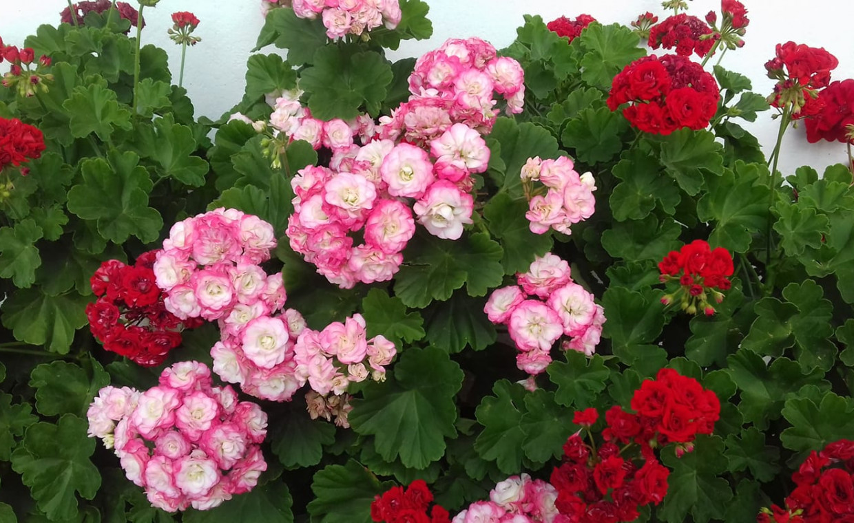 Pelargonie