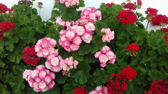 Pelargonie
