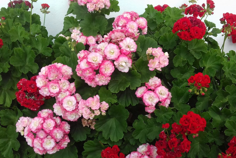 Pelargonie