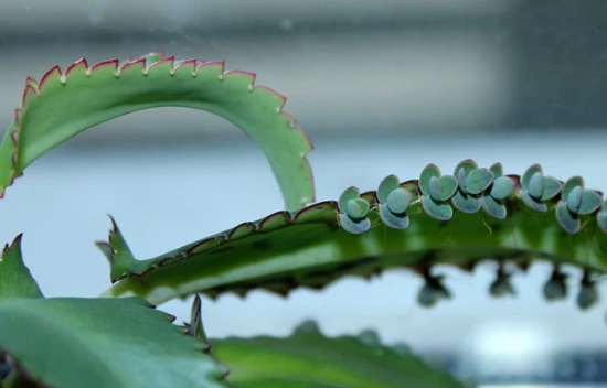 Żyworódka pierzasta (Kalanchoe Daigremontiana) – odpowiednia pielęgnacja i ciekawostki na jej temat!