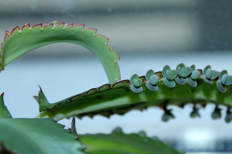 Żyworódka pierzasta (Kalanchoe Daigremontiana) – odpowiednia pielęgnacja i ciekawostki na jej temat!
