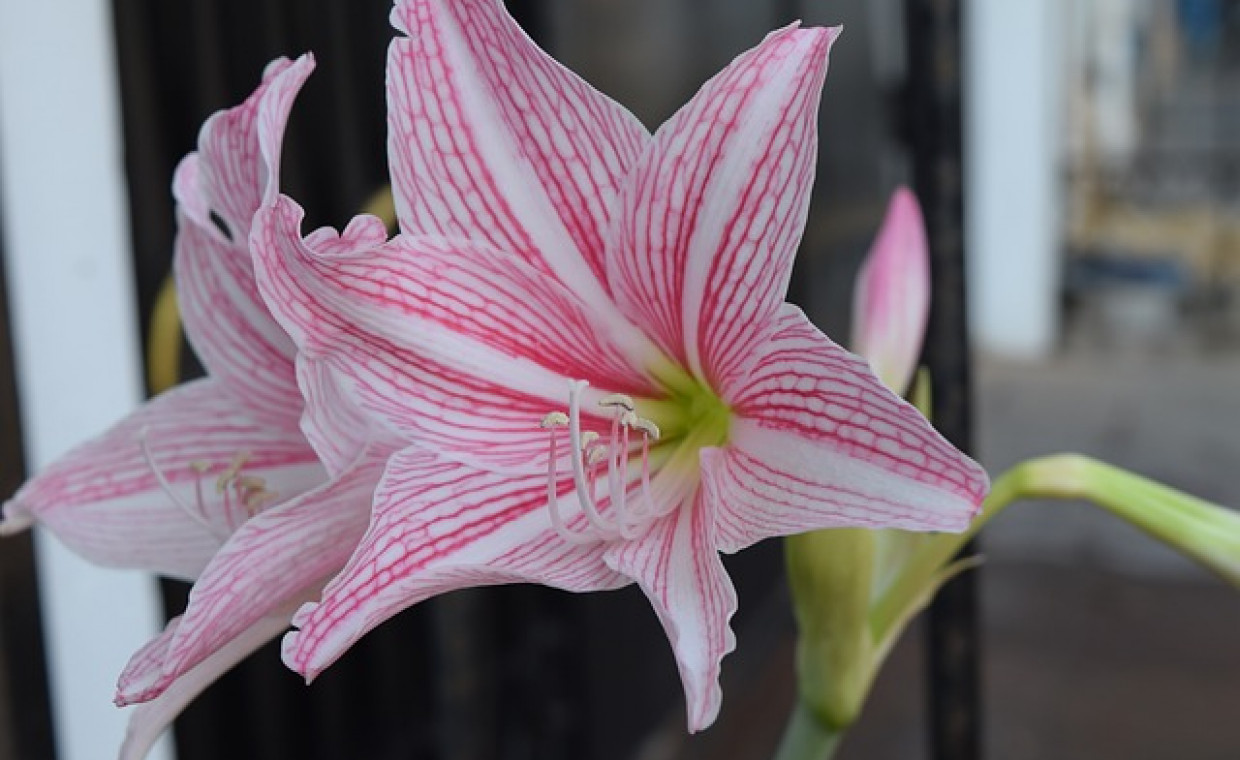 Hippeastrum (zwartnica) – odpowiednia pielęgnacja