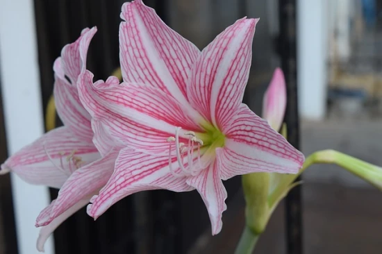Hippeastrum (zwartnica) – odpowiednia pielęgnacja