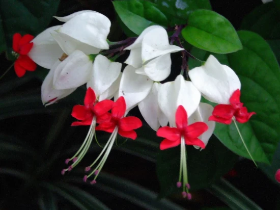 Szczęślin Thomsona (Clerodendrum Thomsoniae)