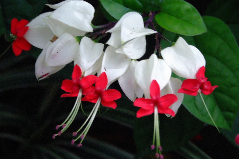 Szczęślin Thomsona (Clerodendrum Thomsoniae)