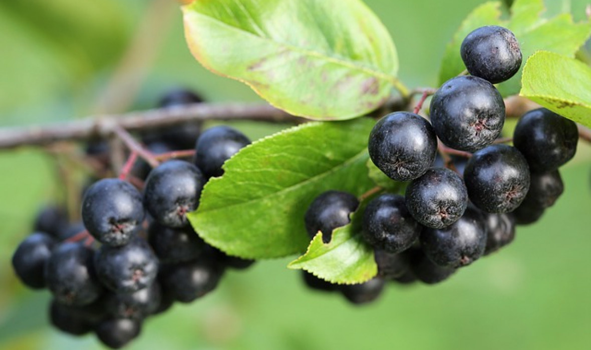 Aronia czarnoowocowa (Aronia melanocarpa) – pielęgnacja oraz zastosowanie lecznicze!