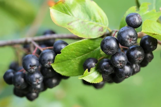 Aronia czarnoowocowa (Aronia melanocarpa) – pielęgnacja oraz zastosowanie lecznicze!