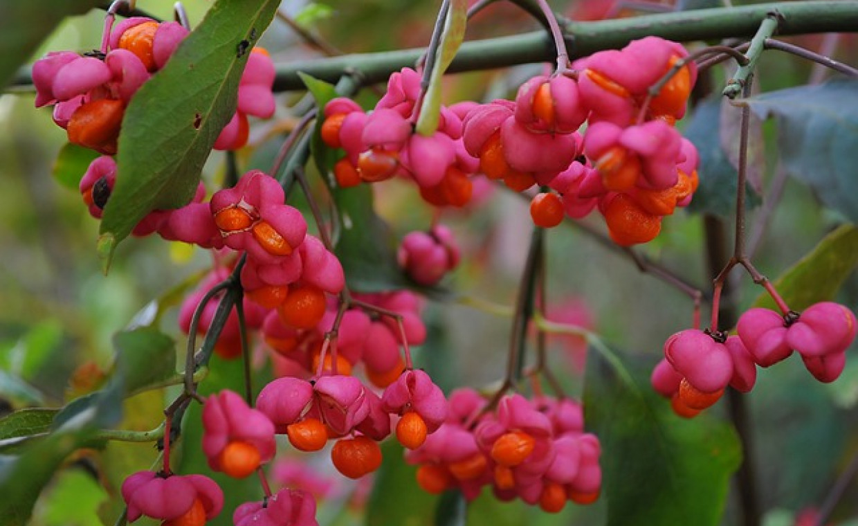 Trzmielina pospolita (Euonymus europaeus) – wszystko co warto o niej wiedzieć!