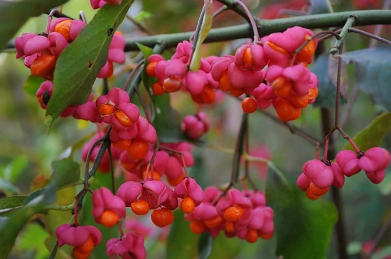 Trzmielina pospolita (Euonymus europaeus) – wszystko co warto o niej wiedzieć!