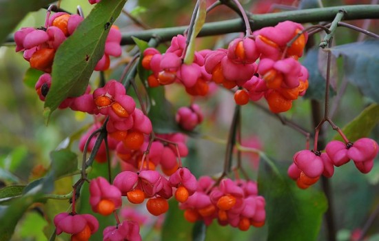 Trzmielina pospolita (Euonymus europaeus) – wszystko co warto o niej wiedzieć!