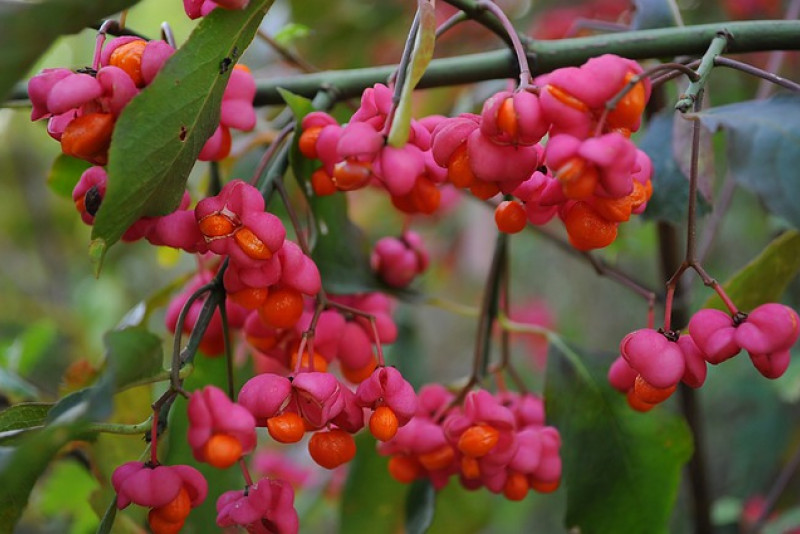 Trzmielina pospolita (Euonymus europaeus) – wszystko co warto o niej wiedzieć!
