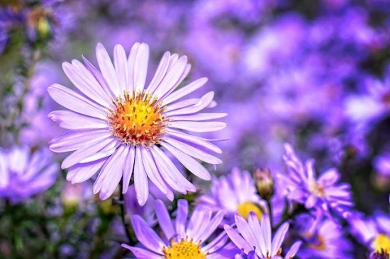 Aster krzaczasty / Aster dumosus