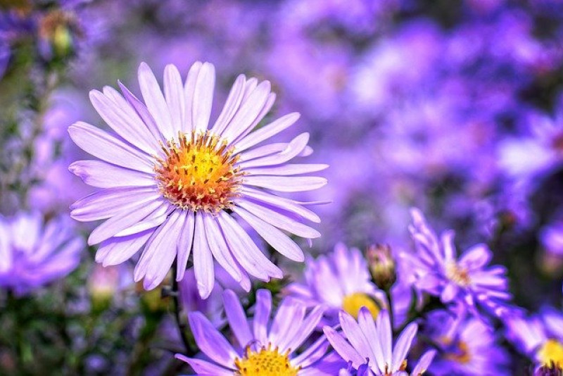 Aster krzaczasty /  Aster dumosus