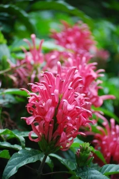 Jakobinia różowawa (Justicia carnea) - piękna i dekoracyjna roślina
